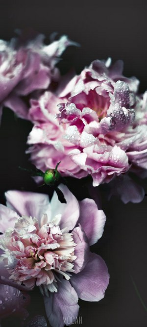 Pink peonies with water droplets