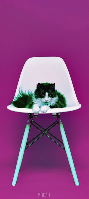 Black and white cat on a white chair