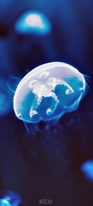 Blue Jellyfish in Dark Water