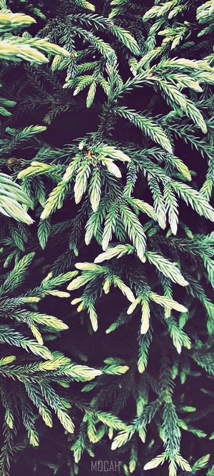 Close-up of green spruce branches with light green tips