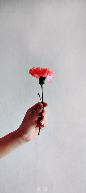 Hand holding a pink carnation flower