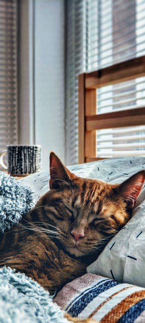 Orange Tabby Cat Sleeping on Bed