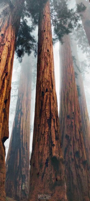 Giant Sequoia trees in a foggy forest