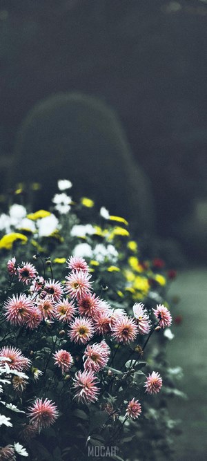 Pink and yellow flowers at Forde Abbey
