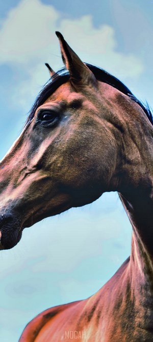 Close-up of a chestnut horse's head against a blue sky