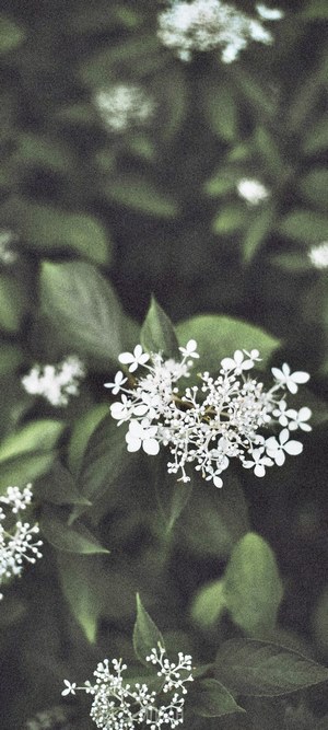 White flowers and green leaves