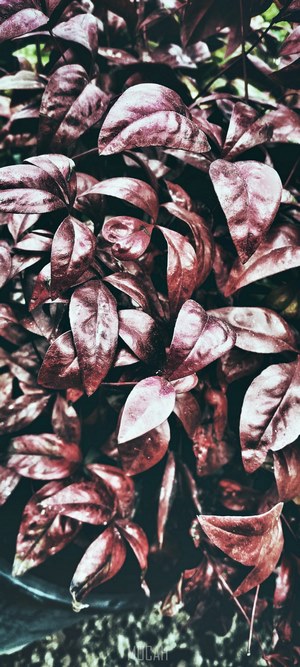 Close-up of dark red leaves on a plant