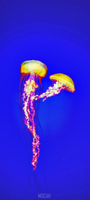 Two glowing jellyfish in blue water