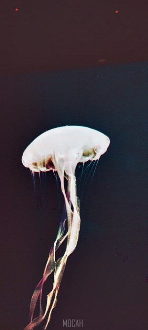 Jellyfish in dark water with colorful tentacles