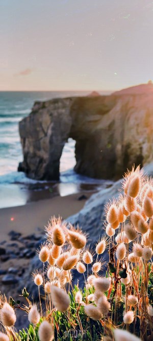 Coastal Archway with Wildflowers at Sunset