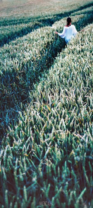 Woman walking through a green wheat field