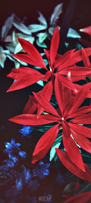 Vibrant Red Leaves with Blue and White Flowers
