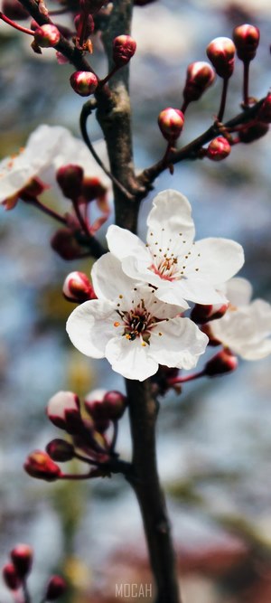Cherry blossoms on a branch, Asus Zenfone 7 Pro
