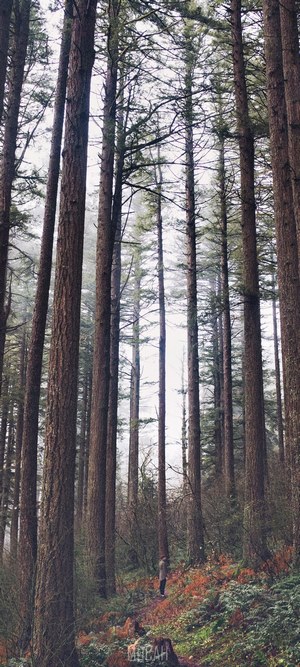 Person standing in a pine forest