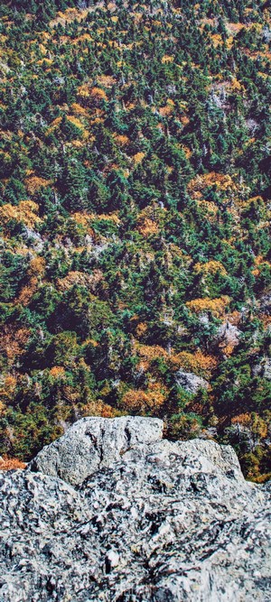 Forest on a rocky mountainside in autumn