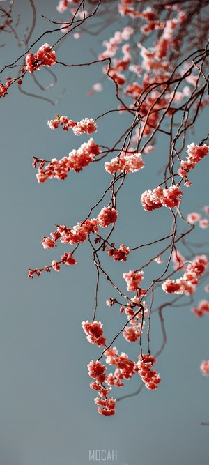 Delicate Pink Blossoms on Branches in Spring
