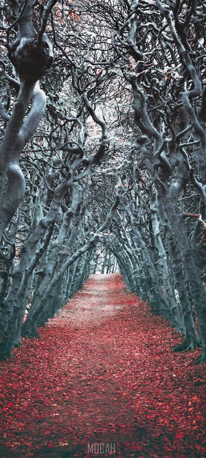 A path through a dark forest with red leaves