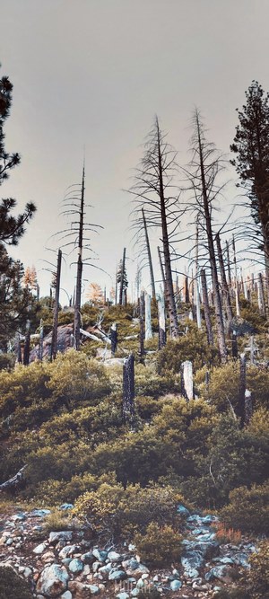 Dead trees and rocks on a hillside