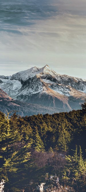 Snow-capped mountain range above a dense forest