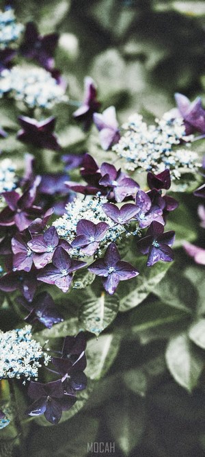 Purple Hydrangea Flowers with Water Droplets