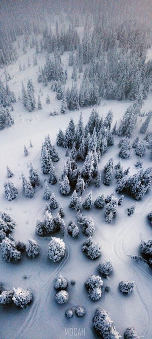 Snowy forest from above