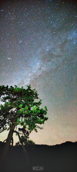 Pine tree under the Milky Way