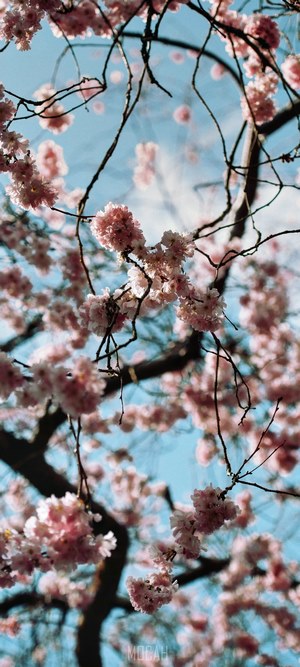 Pink cherry blossoms on branches against blue sky