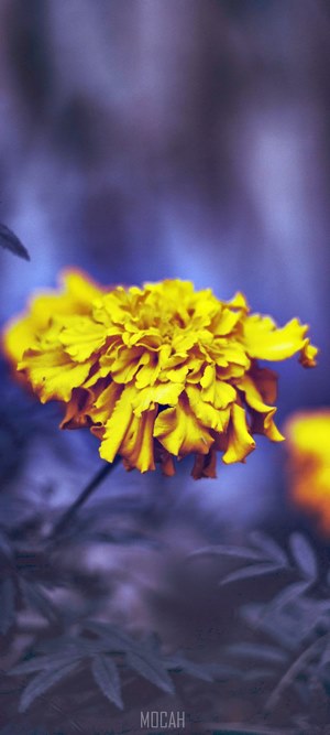 Yellow marigold flower with purple background