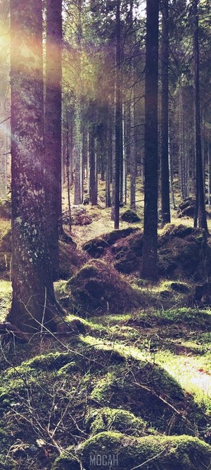 Sunlight filtering through a mossy forest floor