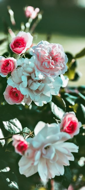 Pink and white roses on a branch