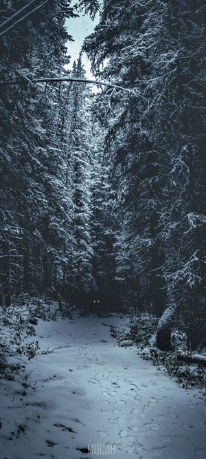 Snowy Winter Forest Path