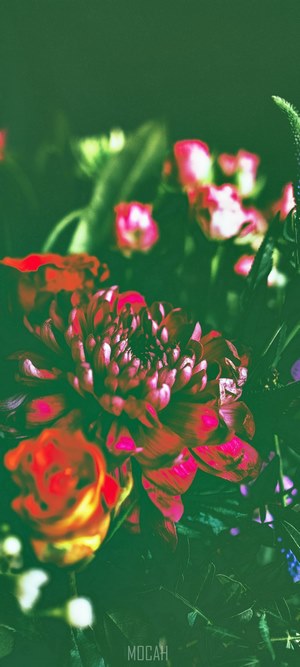 a dim shot of dahlias roses and other flowers, dark florals, vivo X50e ...