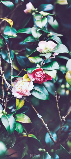 Pink and red camellia flowers on a branch