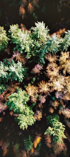 Aerial view of a forest with colorful treetops