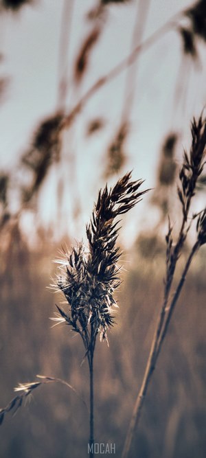 Close-up of dry grass seed head