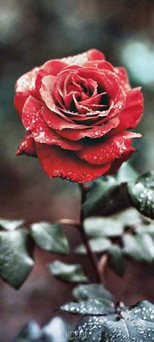 Close up of a wet red rose with water drops