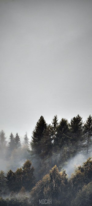 Misty forest with tall evergreen trees