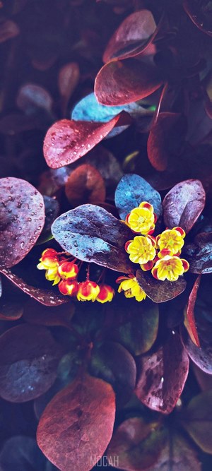 Close-up of red and blue leaves with yellow flowers