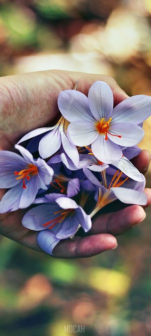 Hand holding purple saffron flowers