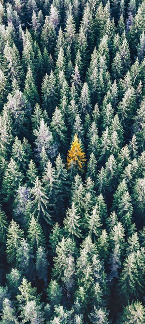 Aerial view of a forest with a single yellow tree