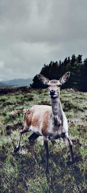 Deer in a grassy field with trees and mountains