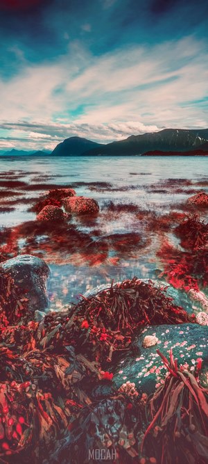 Rocky shoreline with seaweed and mountains
