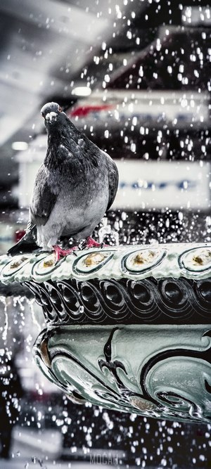 Pigeon on a fountain in the rain