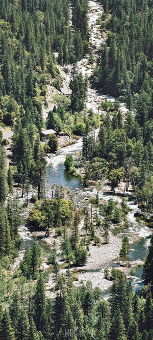 Forest stream and creek