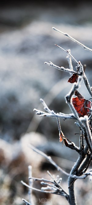 Frost-covered branches with red leaves