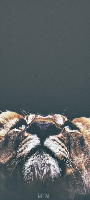 Lion looking up from below