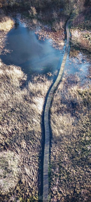 Wooden boardwalk over marshland with pond