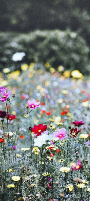Field of colorful wildflowers in bloom