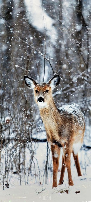Snowy Winter Deer in Forest