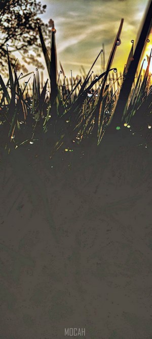 Dew drops on grass blades at sunrise